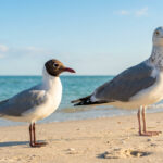 Mouette ou goéland : comment les différencier sans erreur Deux oiseaux, une mouette rieuse et un goéland argenté, se tiennent sur une plage de sable fin près de la mer bleue.