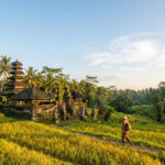 Que faire à Bali : les incontournables pour un voyage au top Personne marche sur un chemin entre des rizières dorées, avec un temple balinais et palmiers en arrière-plan sous un ciel bleu.